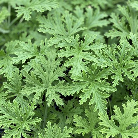 Citronella .
